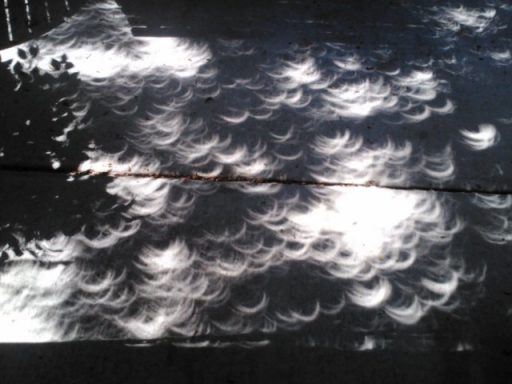 2017 Parscal Solar Eclipse Sunlight creating a dappled pattern on a surface, resembling crescent shapes.